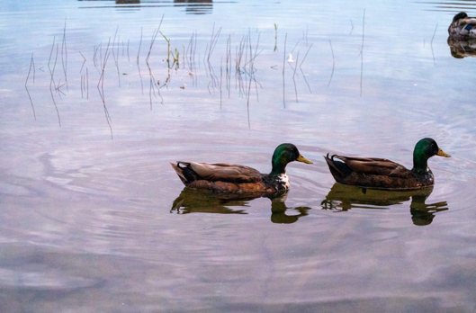 Two mallard ducks swimming on still water among thin reeds, colour-graded.