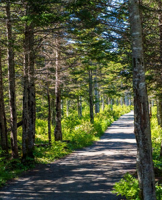 A straight gravel path running between tall narrow conifers, colour-graded.