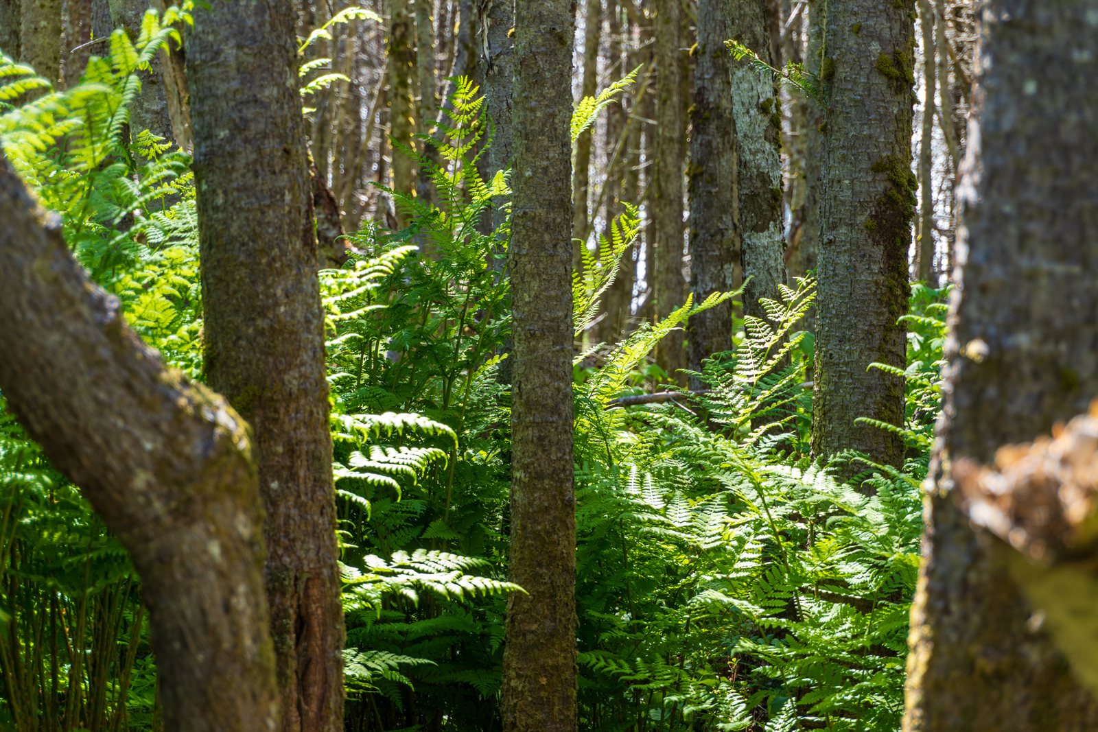 Ferns and old-growth trunks along the Warren Lake forest trail, Cape Breton.
