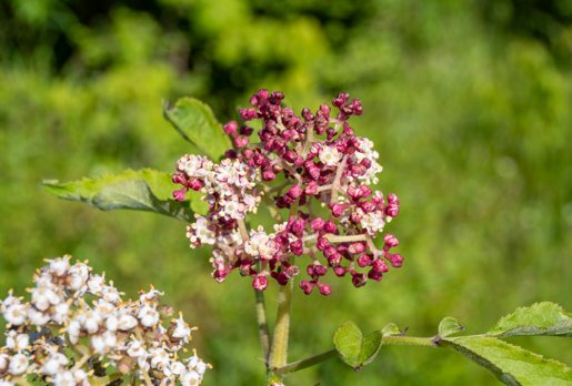 A cluster of small pink and white blossoms in close focus against soft green foliage.