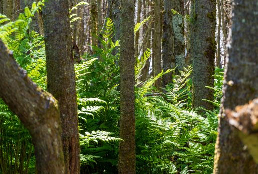 Ferns and slender tree trunks lit by low sunlight in a dense wood.