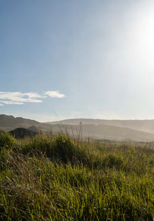 Backlit coastal grass and low shrubs with the sun flaring above the horizon.