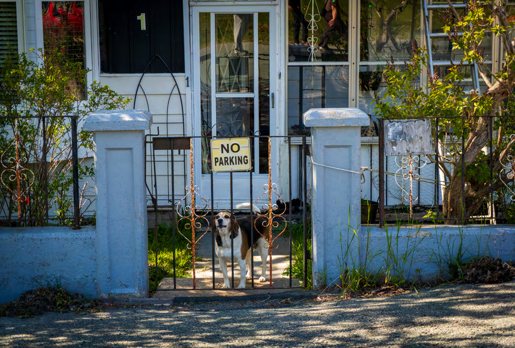 A dog sitting in the open doorway of a pale blue clapboard house behind a low gate.